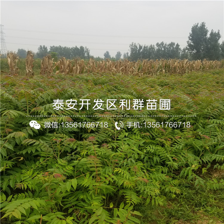 绿化苗木批发基地，生态繁荣与绿色经济的交汇枢纽