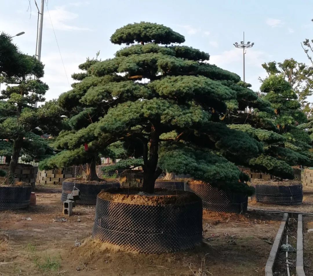 浙江苗木，繁荣的绿意产业蓬勃发展