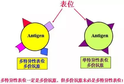 蓝月亮正版精选资料大全，实地分析数据执行_经典款96.58.48