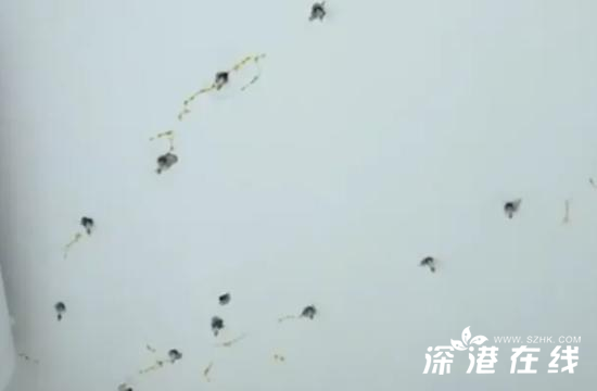 物业做防水40颗钉子将天花板打穿,实效性策略解析_完整版73.20.39