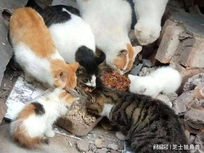 流浪猫被喂食物后带孩子找上门,安全性计划解析_手游版64.73.21