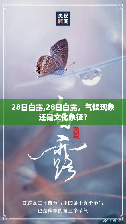 气候现象与文化象征，解读白露背后的深层含义