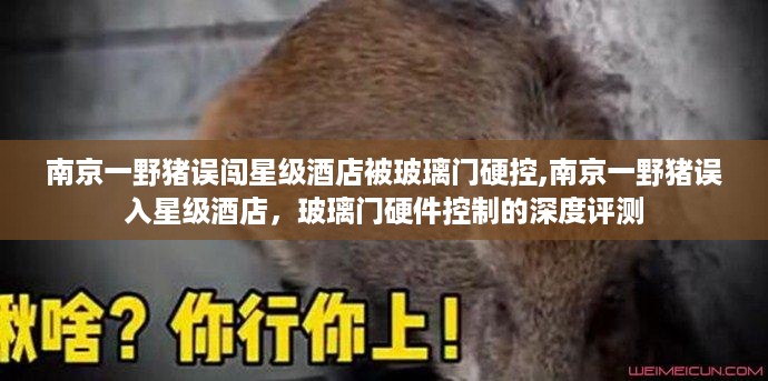 南京野猪误入星级酒店遭玻璃门控制，事件深度剖析与评测