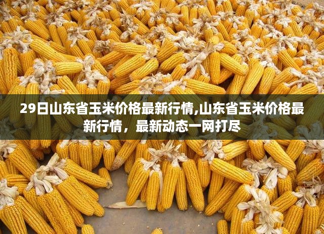 山东省玉米价格最新动态，最新行情一网打尽（29日更新）