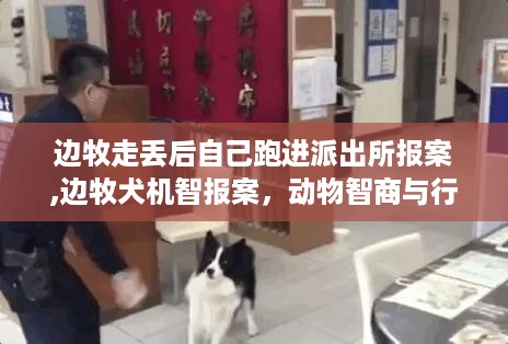 边牧犬机智报案背后的动物智商深度解读，走失后自主报案揭示动物行为能力之惊人