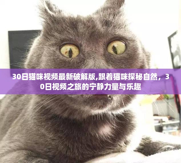 跟着猫咪探秘自然，最新破解版猫咪视频之旅的宁静乐趣与力量