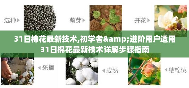 31日棉花最新技术详解，适合初学者与进阶用户的步骤指南