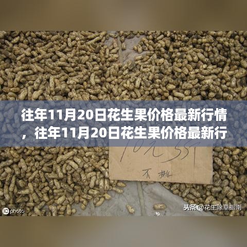 往年11月20日花生果价格行情解析，入门指南与最新价格趋势预测