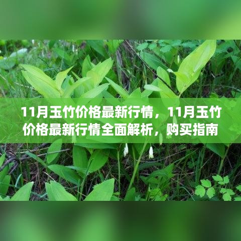 11月玉竹价格最新行情解析，购买指南与行情预测