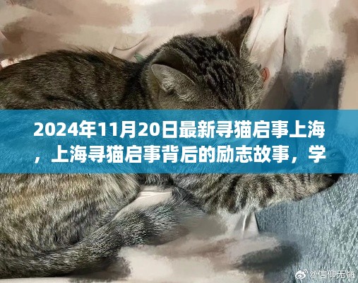 上海励志寻猫启事背后的故事，重拾自信与成就感，学习变化之路