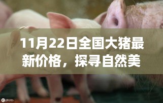 11月22日全国大猪最新价格及自然美景之旅，探寻内心平静与猪价新动向