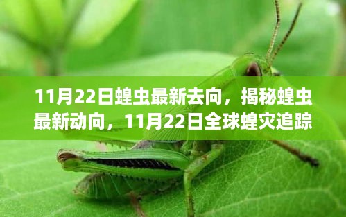 揭秘全球蝗虫最新动向，11月22日全球蝗灾追踪报告更新发布