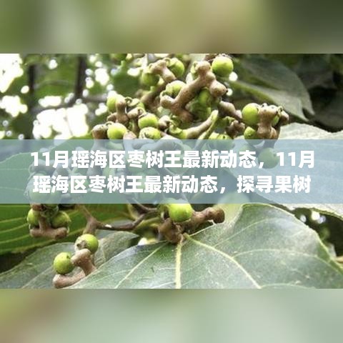 探寻瑶海区枣树王最新动态，果树界的瞩目焦点揭秘