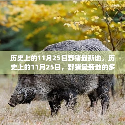 历史上的11月25日野猪最新地深度解析，多维度视角探讨