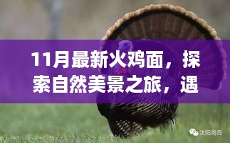 11月最新火鸡面与自然美景之旅，探索火鸡面的秘密，寻觅内心宁静之道