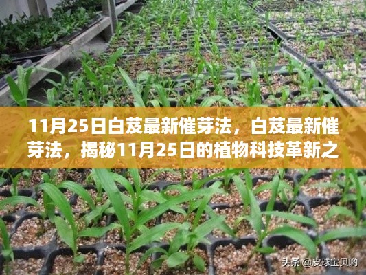 揭秘，11月25日白芨最新催芽法，植物科技革新之旅启动