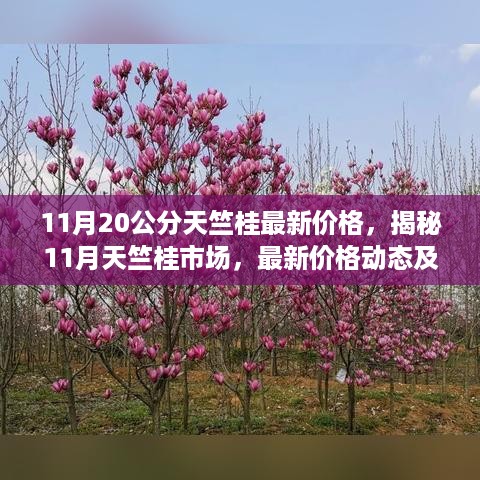 揭秘11月天竺桂市场，最新价格动态与深度市场分析