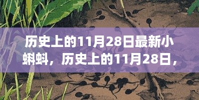 历史上的11月28日，探寻最新小蝌蚪的足迹与成长历程