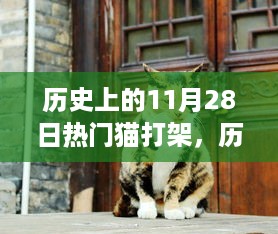 历史上的猫打架日，与自然美景的邂�� �与内心的平和宁静探寻