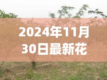 深度解读，2024年花椒树补偿标准及其背景、影响与地位