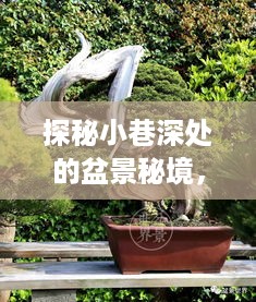 探秘小巷深处的盆景秘境，最新盆景图片欣赏（12月1日）