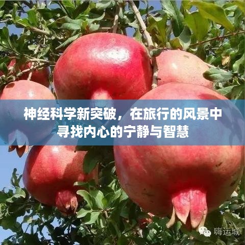 神经科学新突破，旅行中的心灵探索与智慧启迪