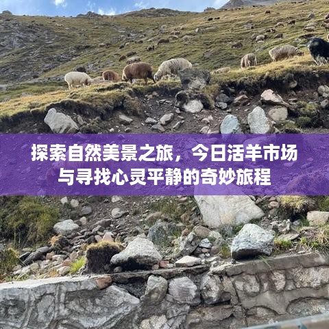 自然美景探索之旅，今日活羊市场的心灵平静之旅