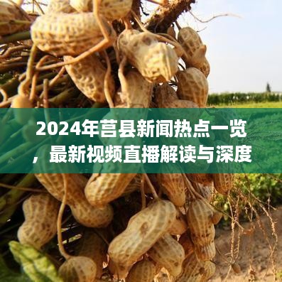 2024年莒县新闻热点深度解析与直播解读