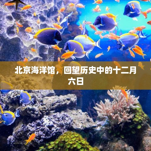 北京海洋馆历史上的十二月六日回望