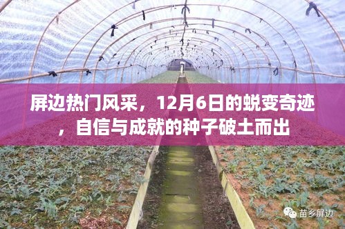 屏边风采，12月6日的蜕变奇迹，自信与成就的种子绽放光芒