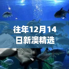 往年12月14日新澳精选资料免费提供：搭建知识共享的平台