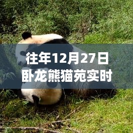 建议，熊猫苑卧龙实时动态，往年12月27日探秘之旅。