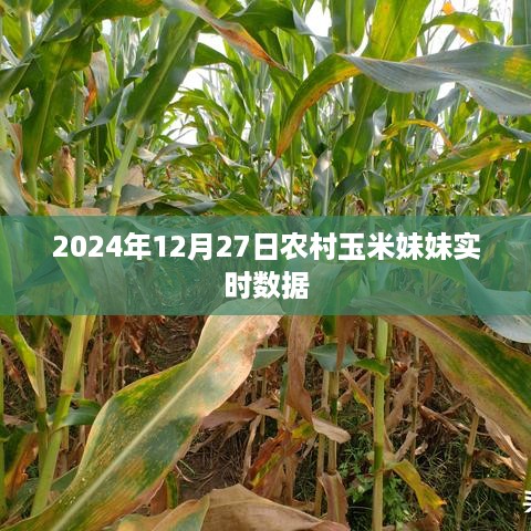 农村玉米妹妹最新实时数据报告（2024年）