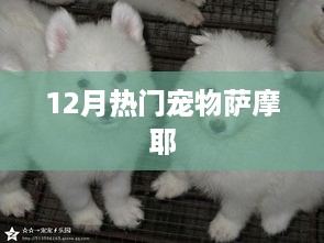 12月热门宠物，萨摩耶的魅力与养护