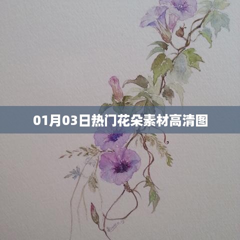 精选花朵素材高清图，每日更新，不容错过