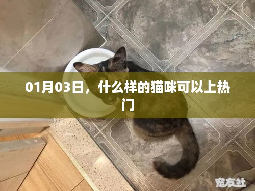 猫咪上热门秘籍，揭秘热门猫咪特质日曝光