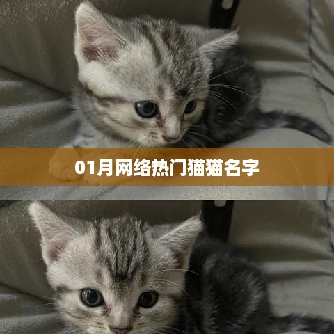 热门猫咪名字大揭秘，一月精选榜单来袭！