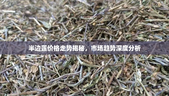 半边莲价格走势揭秘，市场趋势深度分析