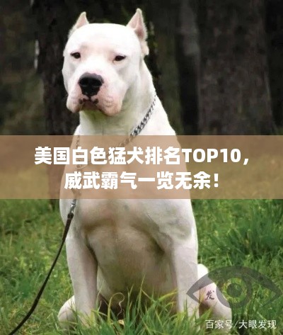 美国白色猛犬排名TOP10，威武霸气一览无余！