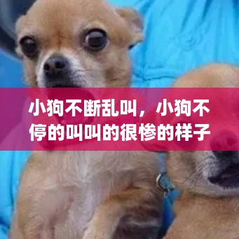 小狗不断乱叫，小狗不停的叫叫的很惨的样子 