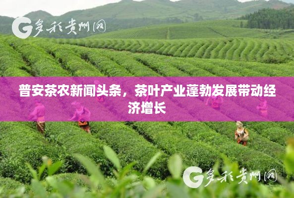 普安茶农新闻头条，茶叶产业蓬勃发展带动经济增长