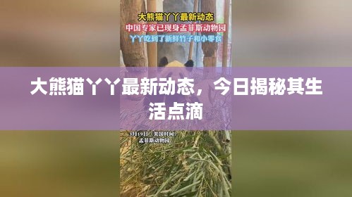 大熊猫丫丫最新动态，今日揭秘其生活点滴