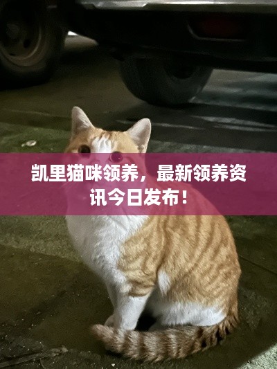 凯里猫咪领养，最新领养资讯今日发布！