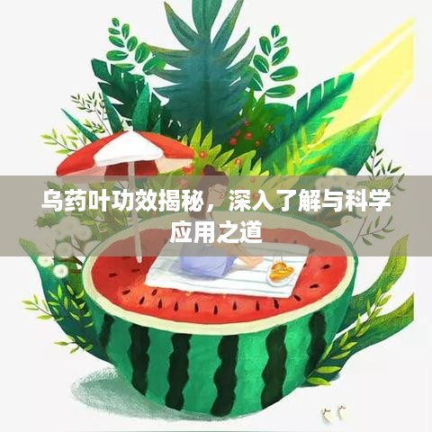 乌药叶功效揭秘，深入了解与科学应用之道