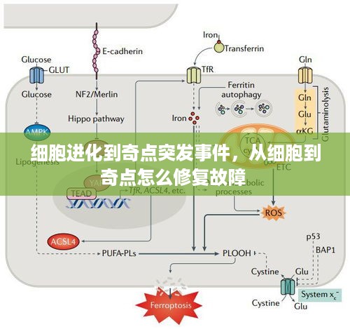 细胞进化到奇点突发事件，从细胞到奇点怎么修复故障 