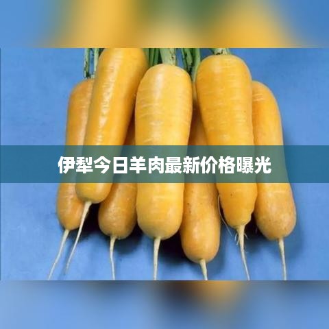 伊犁今日羊肉最新价格曝光