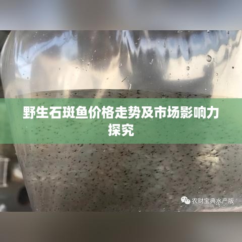 野生石斑鱼价格走势及市场影响力探究