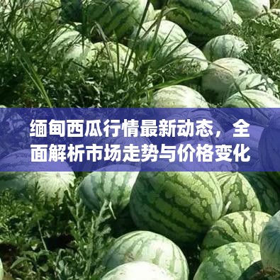 缅甸西瓜行情最新动态，全面解析市场走势与价格变化