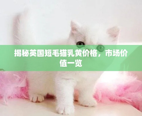 揭秘英国短毛猫乳黄价格，市场价值一览