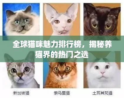 全球猫咪魅力排行榜，揭秘养猫界的热门之选